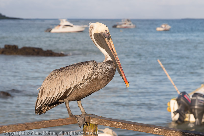 Brauner Pelikan (Pelecanus occidentalis) in Puerto Ayora